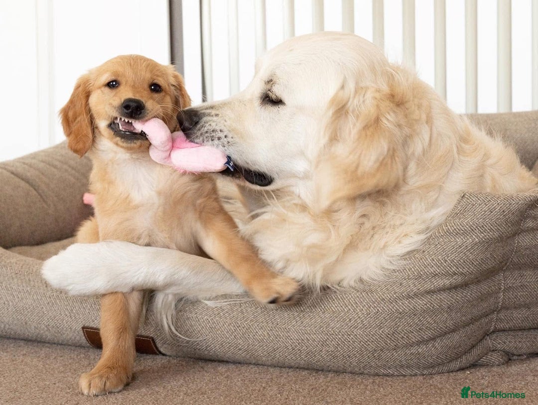 Golden Retriever dogs for stud: Fully health tested therapy dog  - Image 9