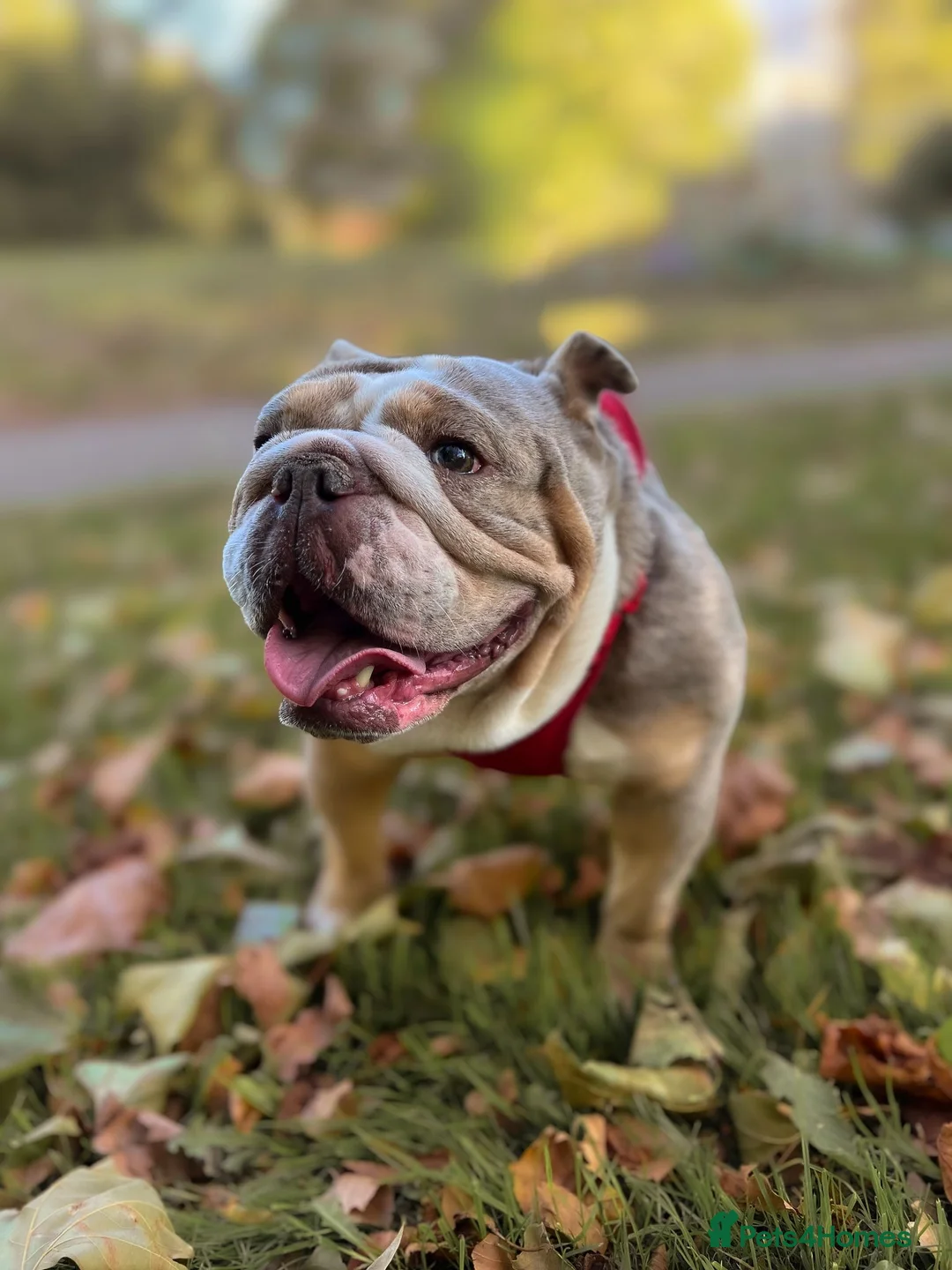 English Bulldog dogs for sale: Our gorgeous English bulldog Nellie age 3 years  - Advert 2