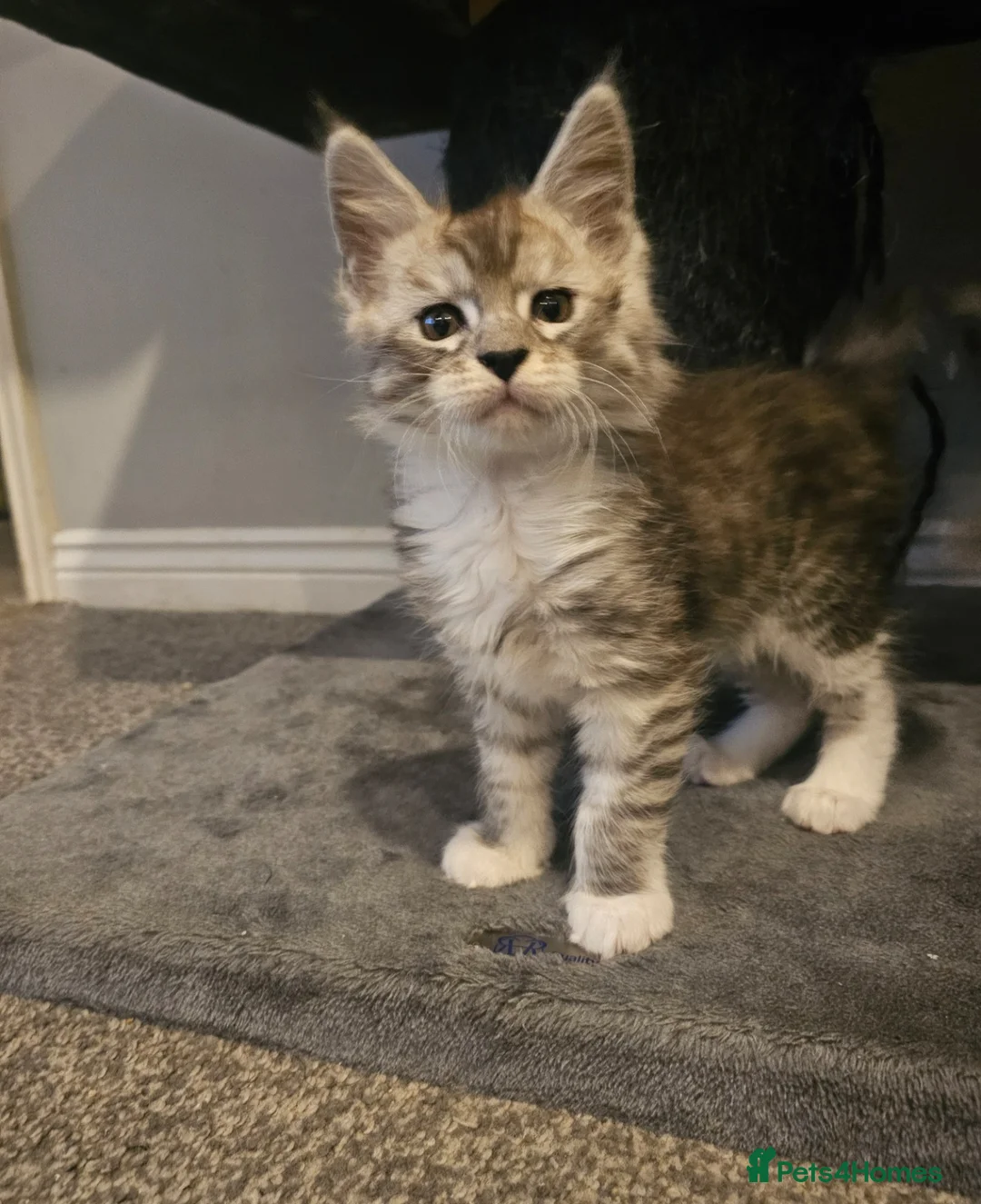 Maine Coon cats for sale: Champion bloodline maine coon kittens TICA - Advert 28