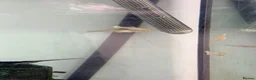 Angelfish fish for sale: Marble Angelfish - Advert 8