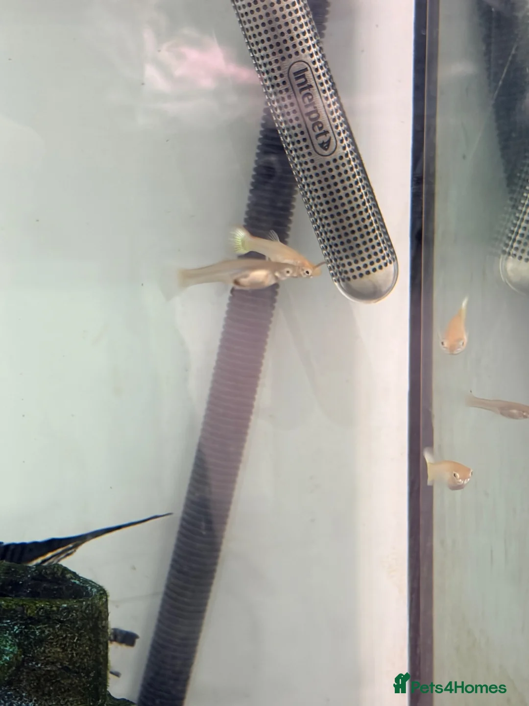 Angelfish fish for sale: Marble Angelfish - Advert 8