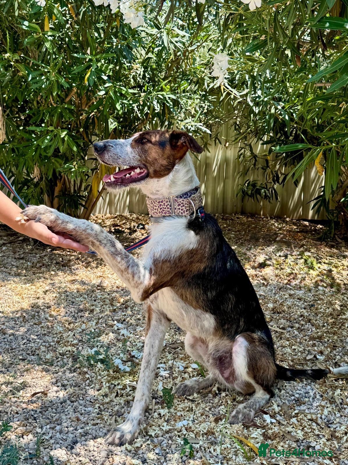 Mixed Breed dogs 🐶Benji ,  the perfect pack companion 😍  - Advert 1