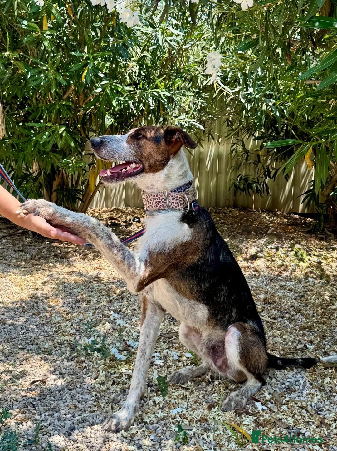 Mixed Breed dogs for adoption: 🐶Benji ,  the perfect pack companion 😍  - Advert 1