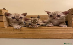 Bengal cats for sale: 🔥✨ Pedigree TICA-Registered Bengal Kittens - Image 37