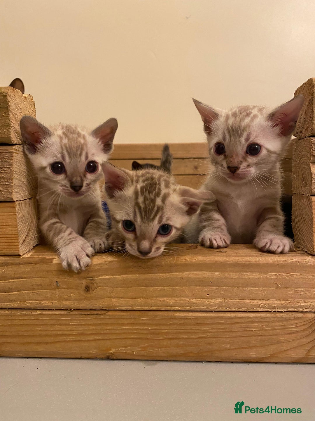 Bengal cats for sale: 🔥✨ Pedigree TICA-Registered Bengal Kittens - Image 37