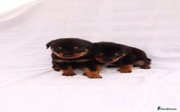 Rottweiler dogs for sale: Rottweiler puppy  - Image 22