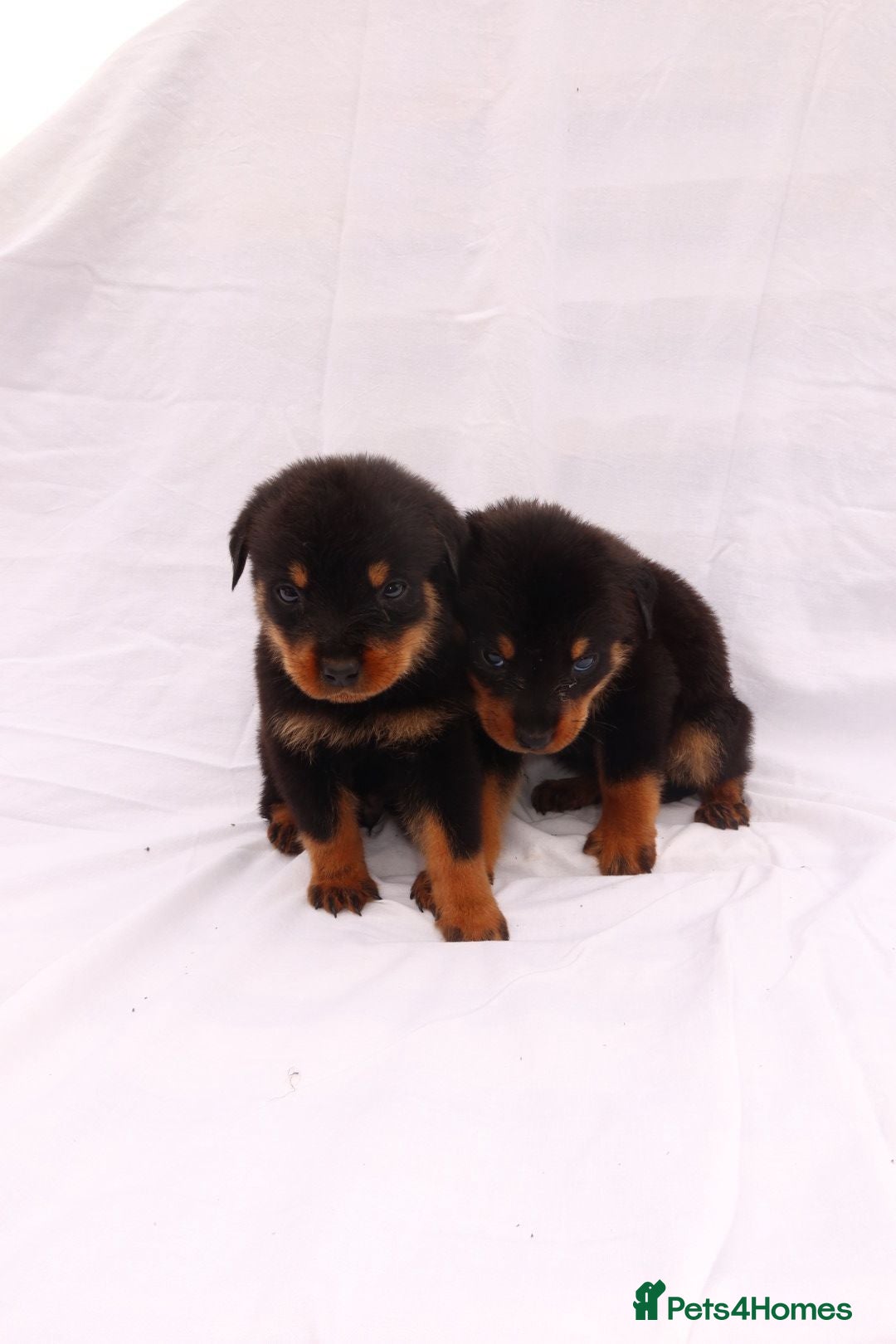 Rottweiler dogs for sale: Rottweiler puppy  - Image 22