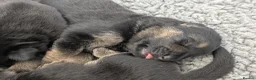 German Shepherd dogs for sale: Champion-Line KC Pups From Health Tested Parents - Advert 8