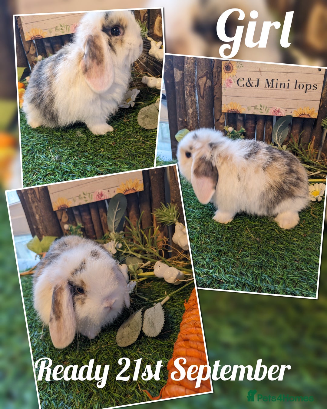 Mini Lop rabbits for sale: Stunning mini lop kits.  - Image 4
