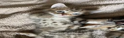 Mixed Breed cats for sale: Tabby/Tortoiseshell/Cross Ragdoll Kittens - Advert 16