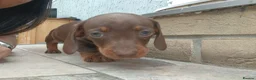 Miniature Dachshund dogs for sale: Miniature dachshund puppies  - Advert 11