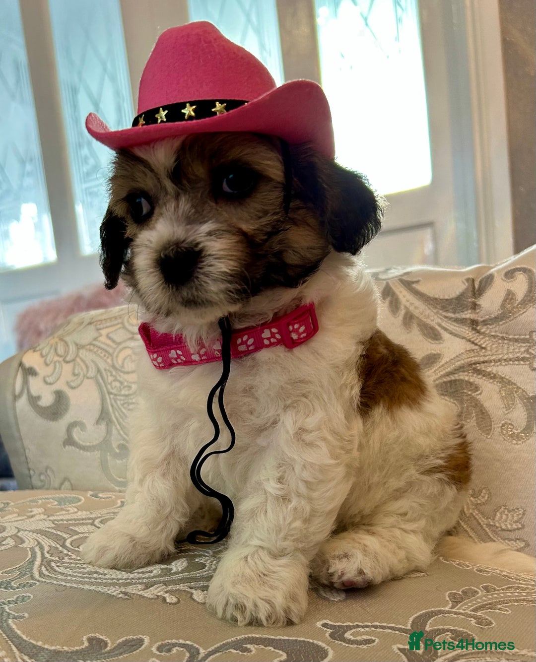 Mixed Breed dogs for sale: La Chon Puppies!  - Image 21