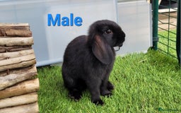 Mini Lop rabbits for sale: Beautiful Mini Lops - READY TO LEAVE - Image 16