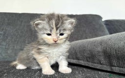 Maine Coon cats for sale: 3/4 maine coon kittens  - Image 18