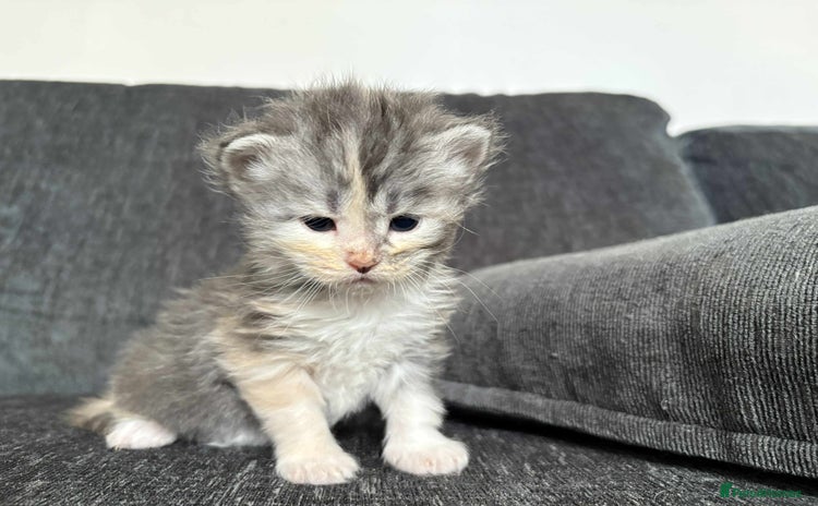 Maine Coon cats - Advert 15