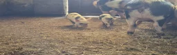Pig livestock for sale: Kune Kune Piglets  in Winkleigh - Advert 3