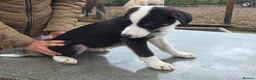 Border Collie dogs for sale: 3 stunning border collie pups - Advert 6