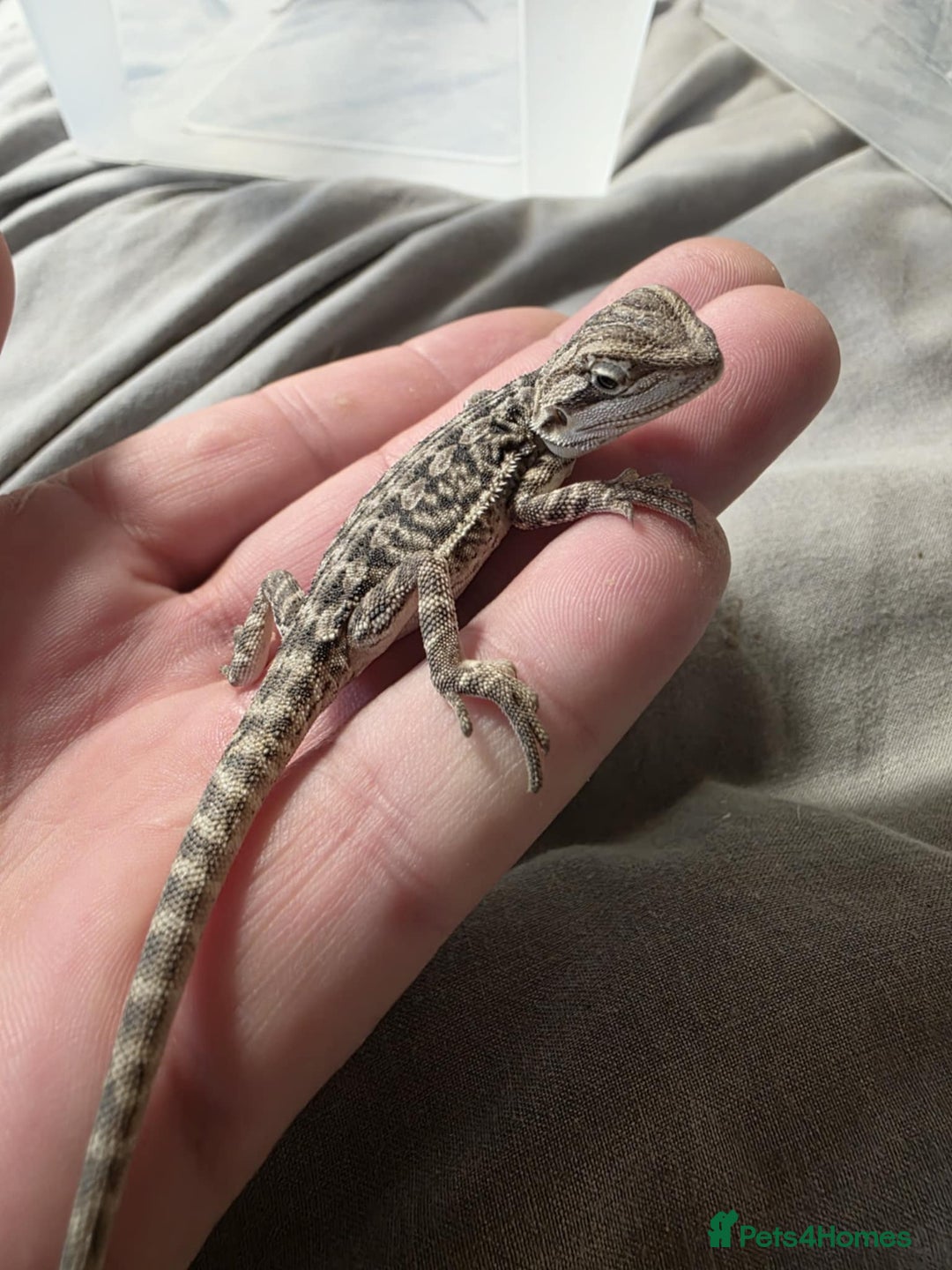 Bearded Dragon reptiles for sale: Baby bearded dragons for sale £80 each  - Advert 10