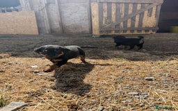 Rottweiler dogs for sale: beautiful pedigree rottweilers  - Image 24