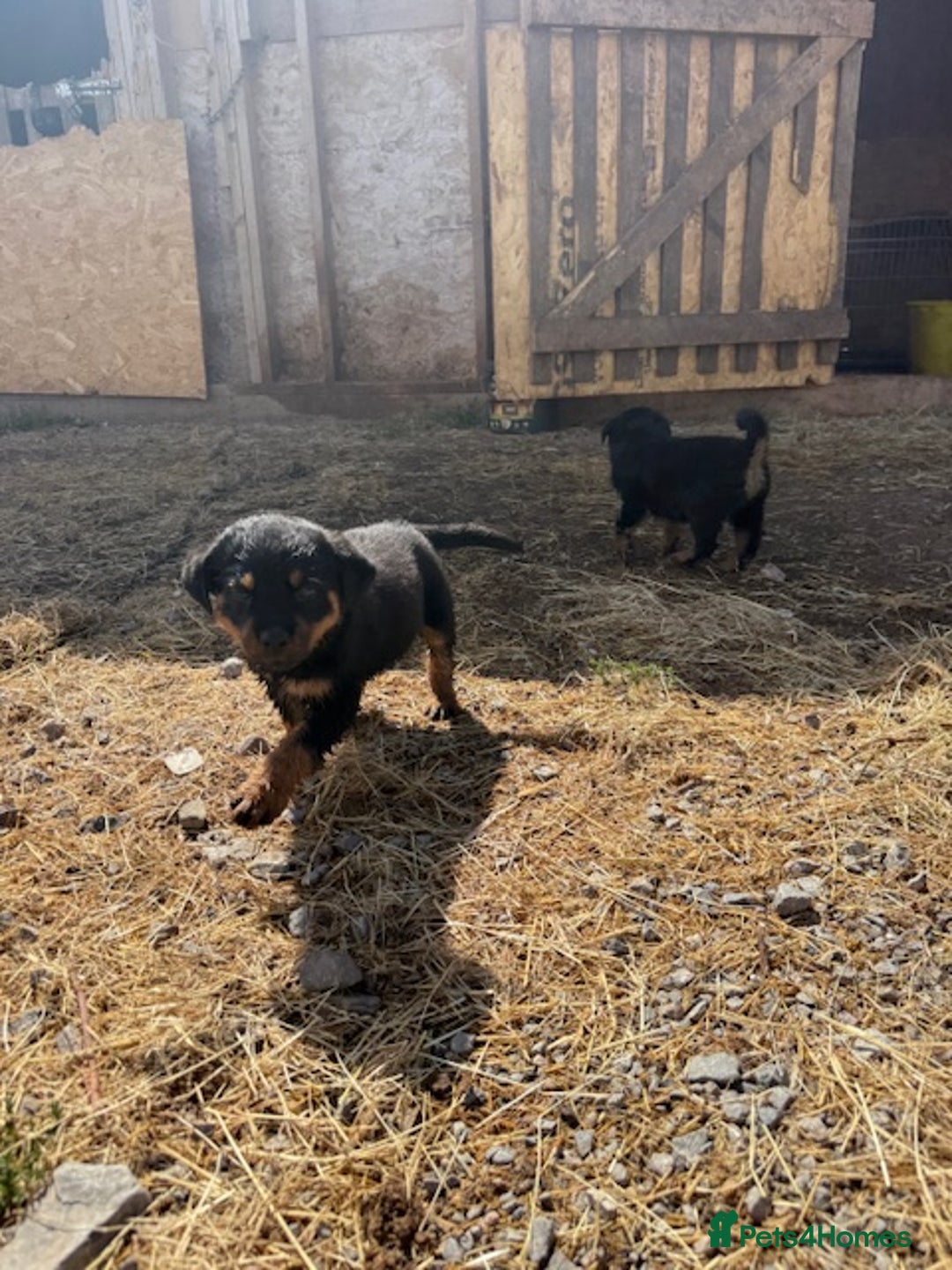Rottweiler dogs for sale: beautiful pedigree rottweilers  - Image 24