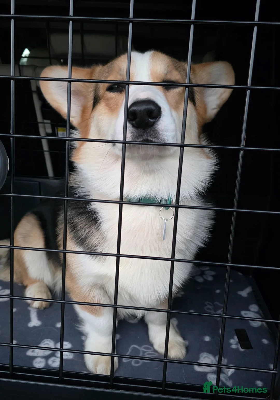 Welsh Corgi Pembroke dogs for sale: Beautiful Tri Colour Boy.   - Advert 3