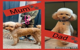 Miniature Poodle dogs for sale: Miniture poodles  - Image 7