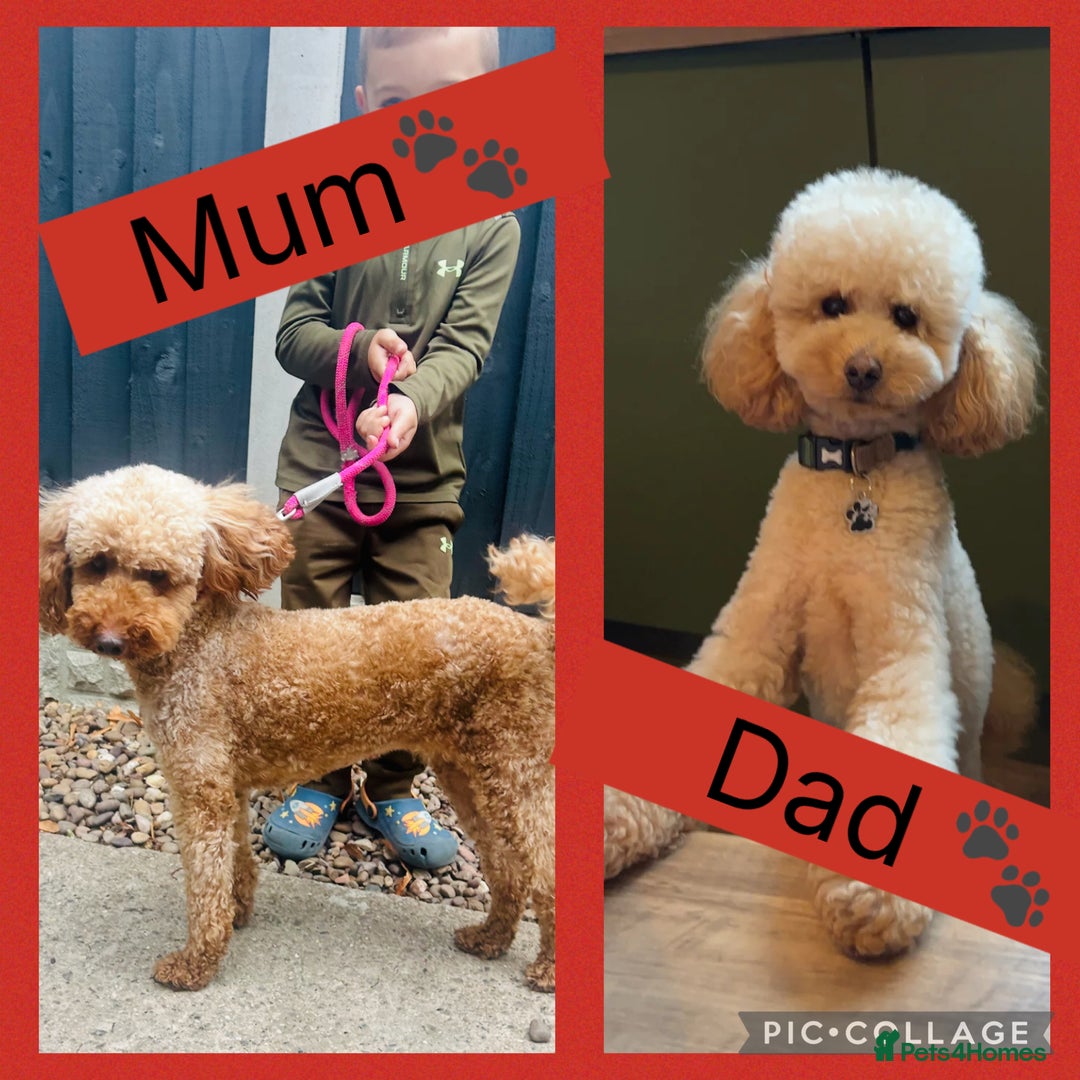 Miniature Poodle dogs for sale: Miniture poodles  - Image 7