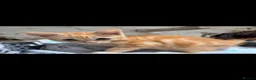 Mixed Breed cats for sale: Beautiful litter of kittens - Advert 7