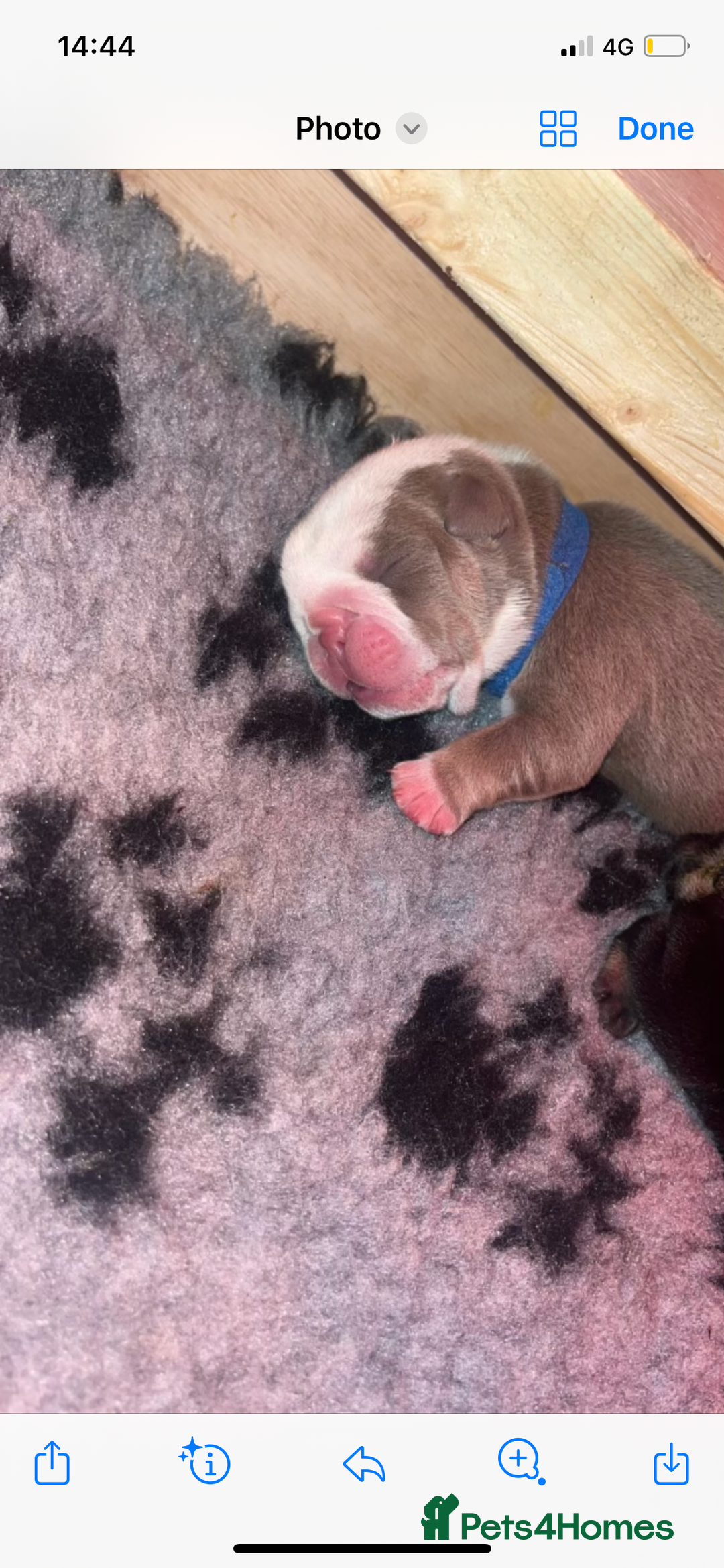 English Bulldog dogs for stud: Chocolate and tan stud includes 2 ai in Walsall - Image 16
