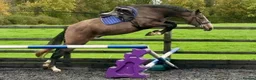 Irish Sports horses for sale: Irish sports horse - Advert 3