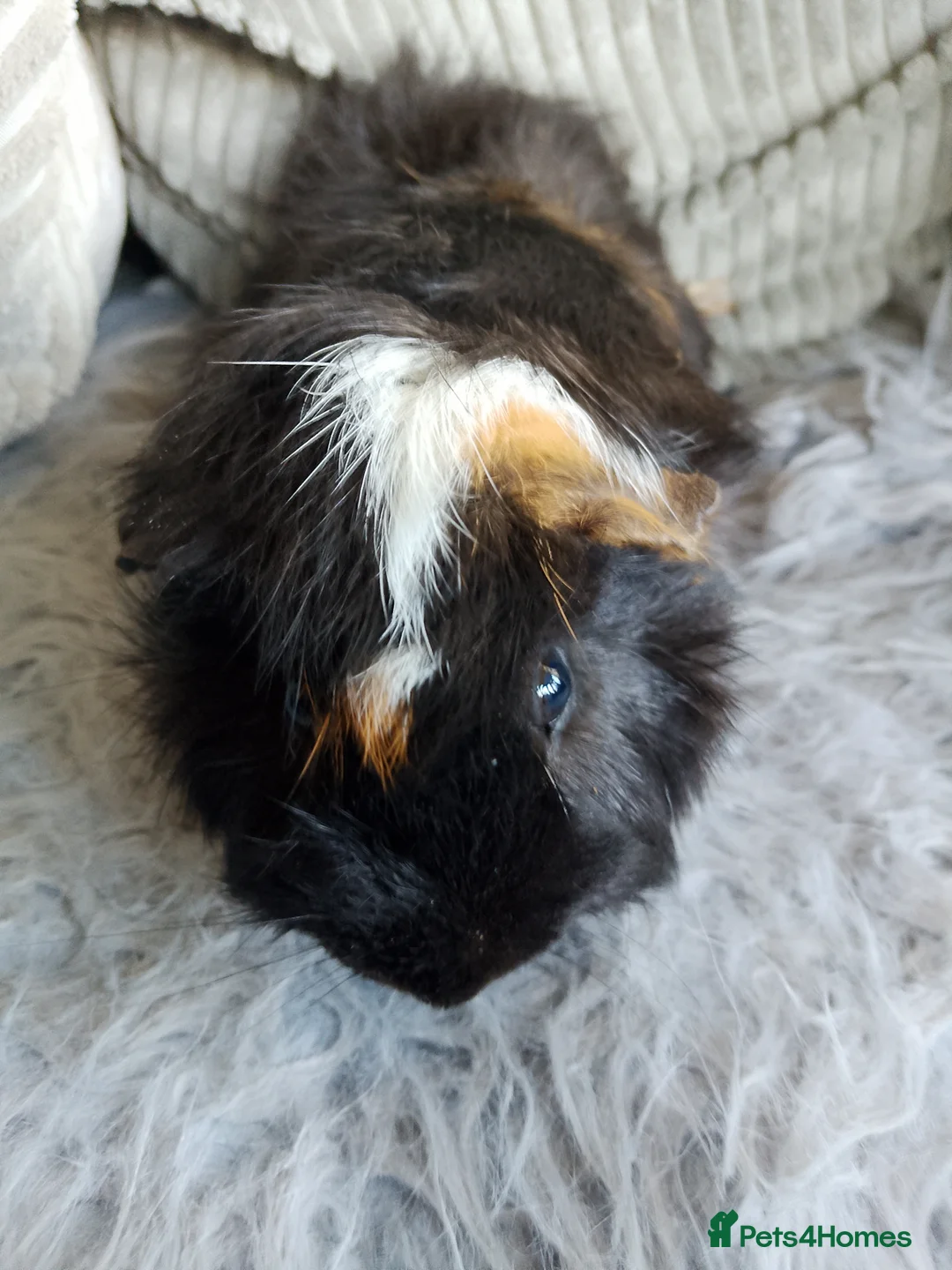 Guinea Pig rodents for sale: Several boars looking for new homes - Advert 9