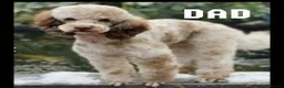 Maltipoo dogs for sale: MALTIPOO F1 - Advert 7