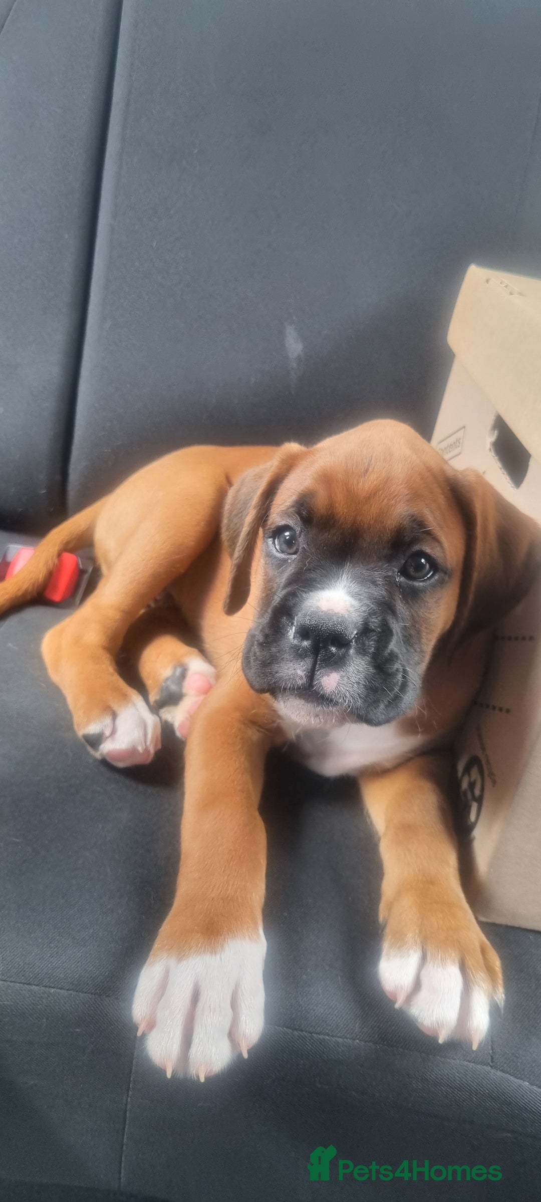 Boxer dogs for stud: Boxer for breeding - Image 5