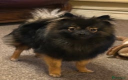 Pomchi dogs for sale: 🐾🐶Adorable 9 month old pomchi boy for sale🐶🐾 - Image 3
