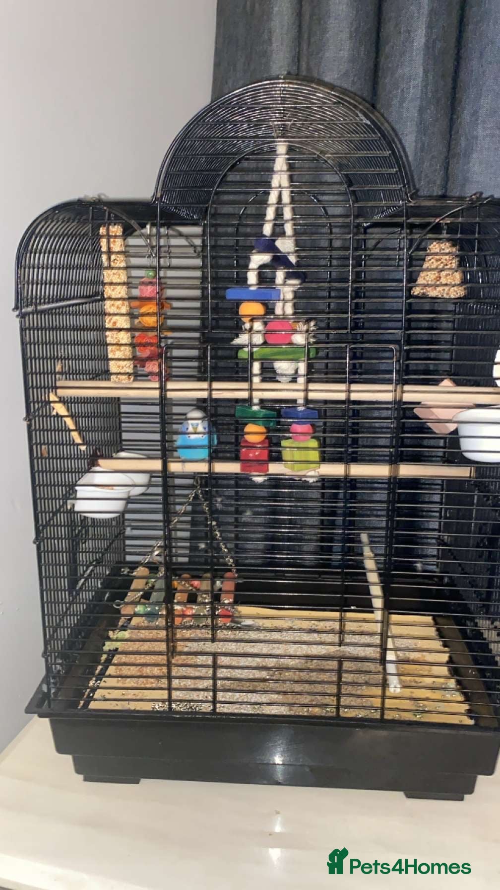 Budgerigars birds Beautiful blue budgie  - Advert 23