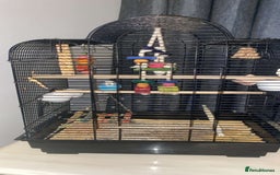Budgerigars birds for sale: Beautiful blue budgie  - Image 1
