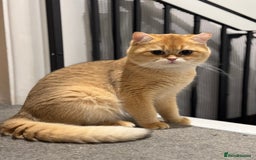 British Shorthair cats for sale: GCCF reg BSH Chocolate and Black Golden Kittens - Image 4