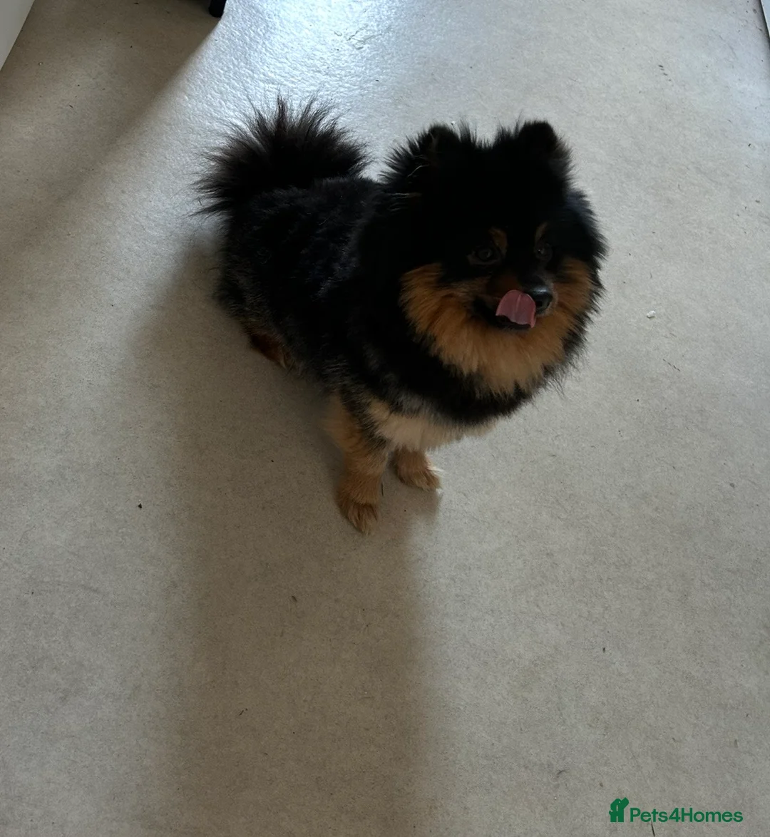 Pomsky dogs for sale: 2 Year old pomsky looking for forever home - Advert 9
