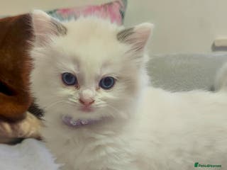 Ragdoll cats ❤️ Sweet Purrs Await: Your Ragdoll Friend ❤️ - Advert 14