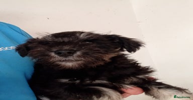 Miniature Schnauzer dogs - Advert 7