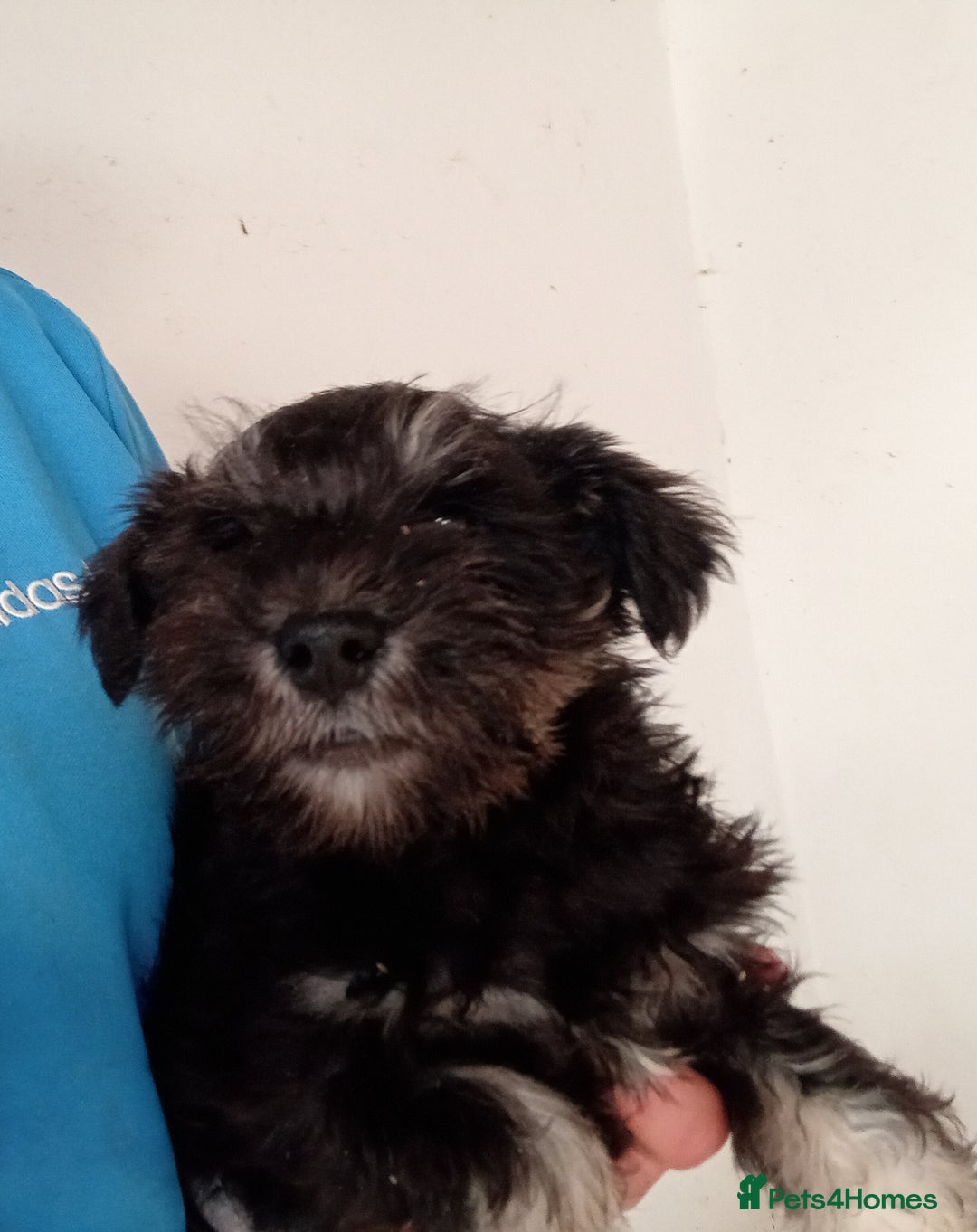 Miniature Schnauzer dogs for sale: Miniature Schnauzer pups, Aberdeenshire  - Image 3
