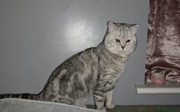British Shorthair cats for sale: Silver Tabby BSH - Image 5