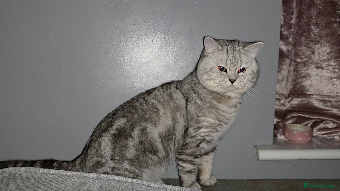British Shorthair cats for sale: Silver Tabby BSH - Image 5