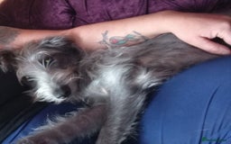 Mixed Breed dogs for sale: Female blue/grey lurcher - Image 1