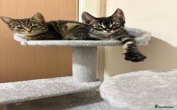 Mixed Breed cats for sale: two bonded kittens for sale £250 for both cats  - Image 2