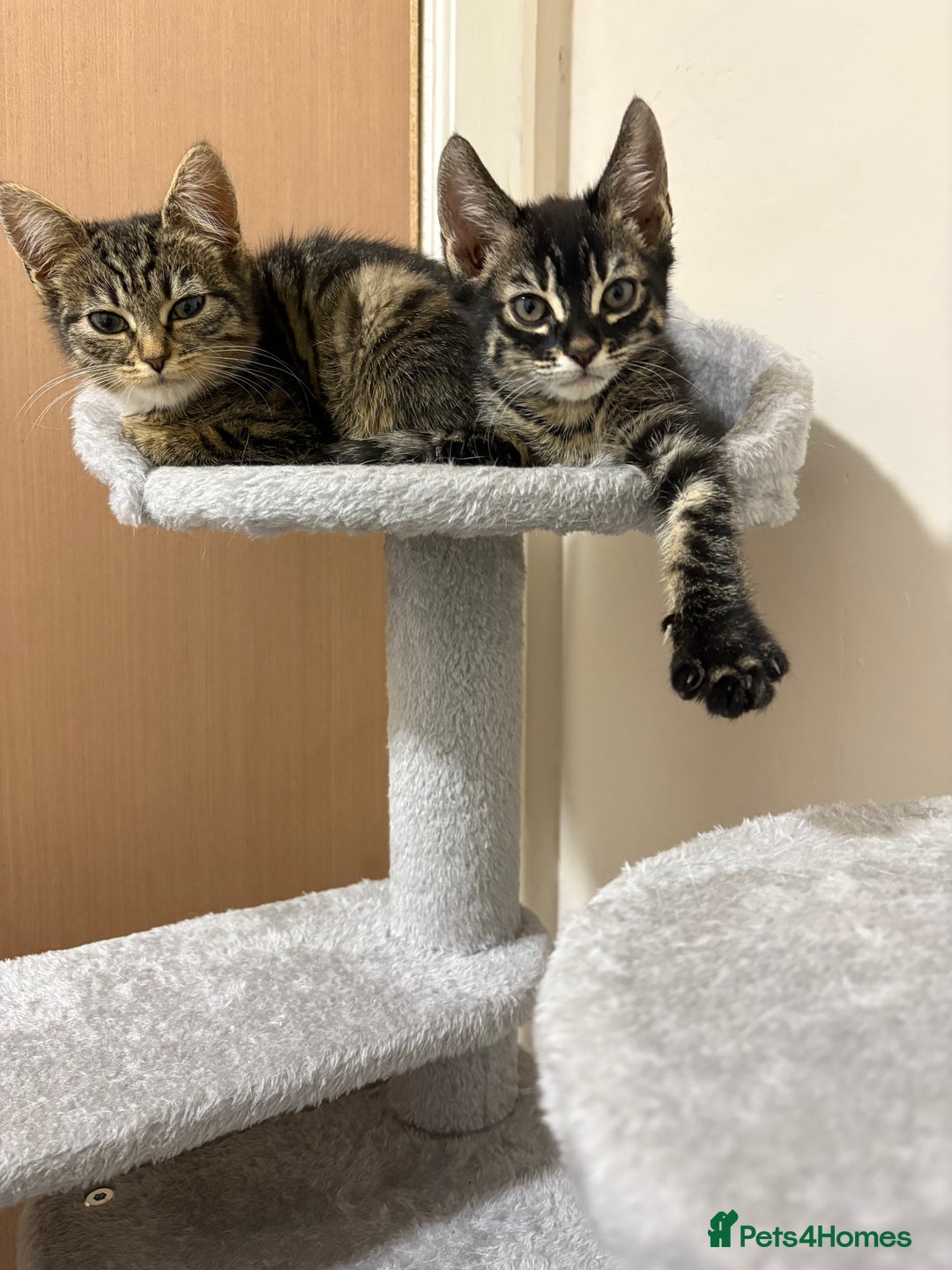 Mixed Breed cats for sale: two bonded kittens for sale £250 for both cats  - Image 2