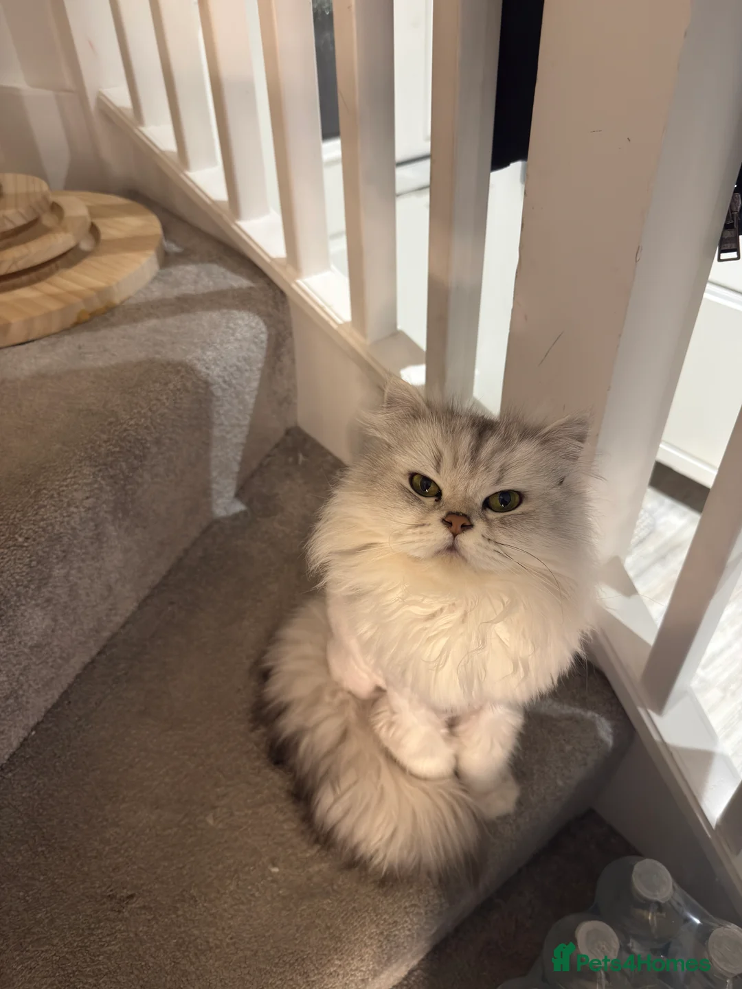 Persian cats for sale: Beautiful Persian For Sale - Advert 5