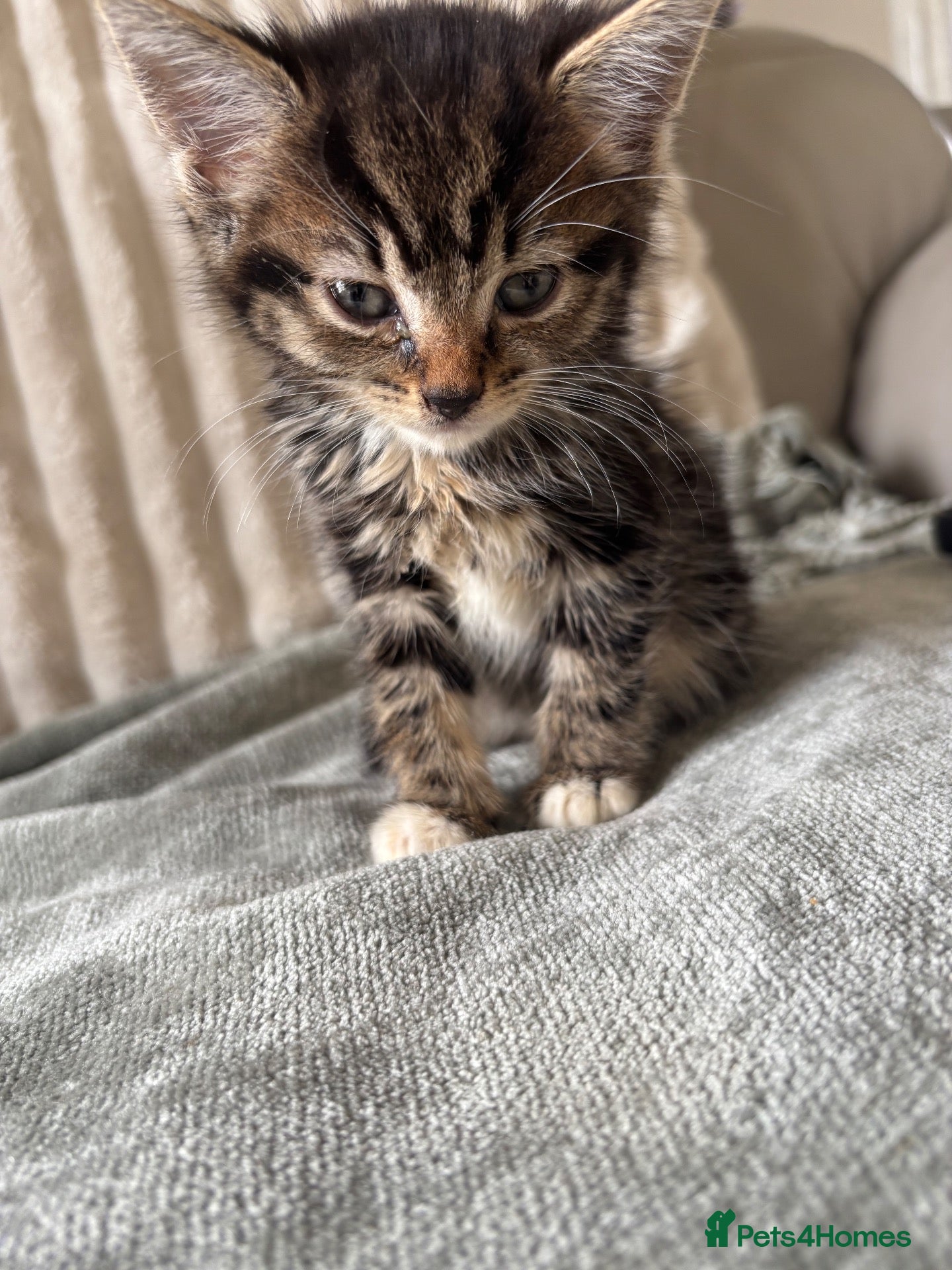 Mixed Breed cats Beautiful female kitty for sale 💕 - Advert 16