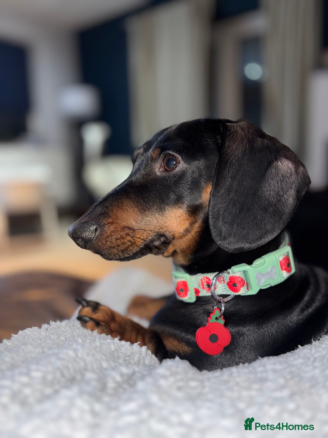 Dachshund dogs for sale: Dachshund Black and Tan male - Slinky - Advert 4