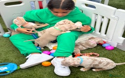 American Bully dogs for sale: FEMALE POCKET BULLY AVAILABLE🤩🏡🩷 - Image 8